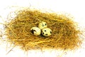 Three quail eggs in a nest on a white background