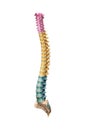 Three-quarter anterior or front view of accurate human spine bones with cervical, thoracic and lumbar vertebrae in color isolated