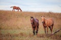 Three quarter horses in pasture Royalty Free Stock Photo