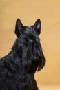 Three quarter portrait black dog Scotch Terrier on a yellow background Royalty Free Stock Photo