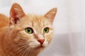 Three quarter portrait of looking aside ginger cat Royalty Free Stock Photo