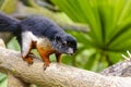 Three-quarter view of a Prevost`s Squirrel in Singapore Zoo`s Fragile Forest Royalty Free Stock Photo