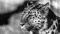 Close up portrait of a leopard in black and white Royalty Free Stock Photo
