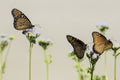 Three Queen Butterflies perched on flowers with tan background Royalty Free Stock Photo