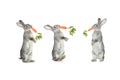 Three rabbit Royalty Free Stock Photo