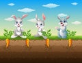 Three rabbits cartoon in the carrot garden Royalty Free Stock Photo