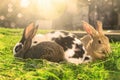 Three rabbits eating green grass on Sunlight - abstract
