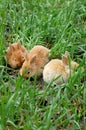 Three rabbits landing on grass