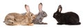 Three rabbits sitting isolated Royalty Free Stock Photo