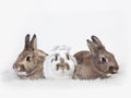 Three rabbits