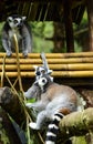 Raccons playing between branch of tree and bamboo Royalty Free Stock Photo