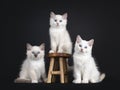 Three Ragdoll cat kittens on black background Royalty Free Stock Photo