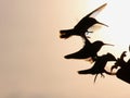 Three Rainbow Hummers at Feeding Port Royalty Free Stock Photo