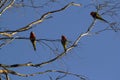 Three Rainbow Lorikeets (Trichoglossus moluccanus) perching