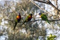 Three Rainbow Lorikeets (Trichoglossus moluccanus)