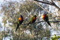 Three Rainbow Lorikeets (Trichoglossus moluccanus)