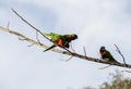 Three Rainbow Lorikeets (Trichoglossus moluccanus)