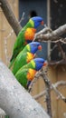 Three rainbow parakeets in line
