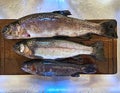 Three Rainbow Trout Ready to be Cleaned for Dinner