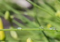 Three raindrops on the long grass