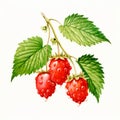 Colorized Illustration Of Fresh Raspberries On White Background