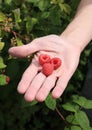 Three raspberries on man's palm