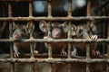 Three rats in old cage Royalty Free Stock Photo