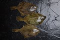 Three raw flounders lie in a row on black slate, sea fish Royalty Free Stock Photo