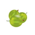 Three realistic 3d amla or Indian gooseberry mockup. Isolated on white background.