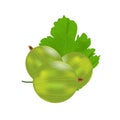 Three realistic 3d amla or Indian gooseberry mockup. Isolated on white background.