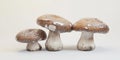 Three mushrooms in a row Royalty Free Stock Photo