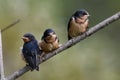 Three recently fledged baby Barn Swallows Royalty Free Stock Photo