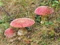 Three red Amanita muscarias in tall grass Royalty Free Stock Photo
