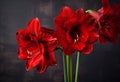 Three red amarylis flowers in a vase on a table. Generative AI image. Royalty Free Stock Photo