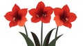 Three Red Amaryllis Flowers Blooming on Stems with Green Leaves Royalty Free Stock Photo