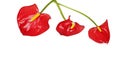 Three red anthurium flowers isolated Royalty Free Stock Photo