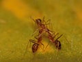 Three Red Ants Communicating