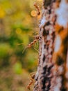 Three red ants walking on a tree trunk work together to find food