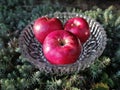 Three red apples on a background of green plants. Royalty Free Stock Photo