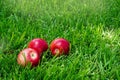 Three red apples in the grass. Autumn mood. Organic and healthy food. Rustic style. Mouth-watering apples. Close up Royalty Free Stock Photo