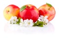 Three Red Apples with Leaf and Flowers isolated Royalty Free Stock Photo