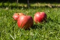 Three red apples in the meadow Royalty Free Stock Photo