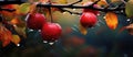 Three red apples with water drops hanging from a tree branch Royalty Free Stock Photo