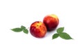 Three red bald peaches on white background. Peaches closeup red color.