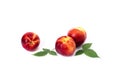 Three red bald peaches on white background. Peaches closeup red color