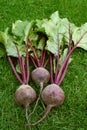 Three red beetroot with purple stalks and green leaves Royalty Free Stock Photo