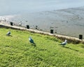 Three Red-billed gulls at the field. Royalty Free Stock Photo