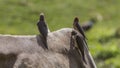 Three Red-billed Oxpeckers on Cattle Royalty Free Stock Photo