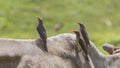 Three Red-billed Oxpeckers on Ox Royalty Free Stock Photo