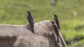 Three Red-billed Oxpeckers on Ox Royalty Free Stock Photo